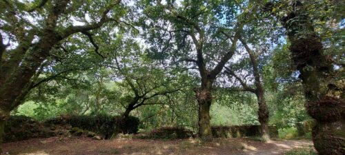 baños-de-bosque-santiago